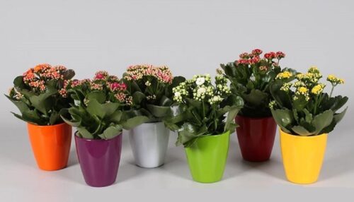 آموزش تکثیر گیاهان آپارتمانی در اصفهان