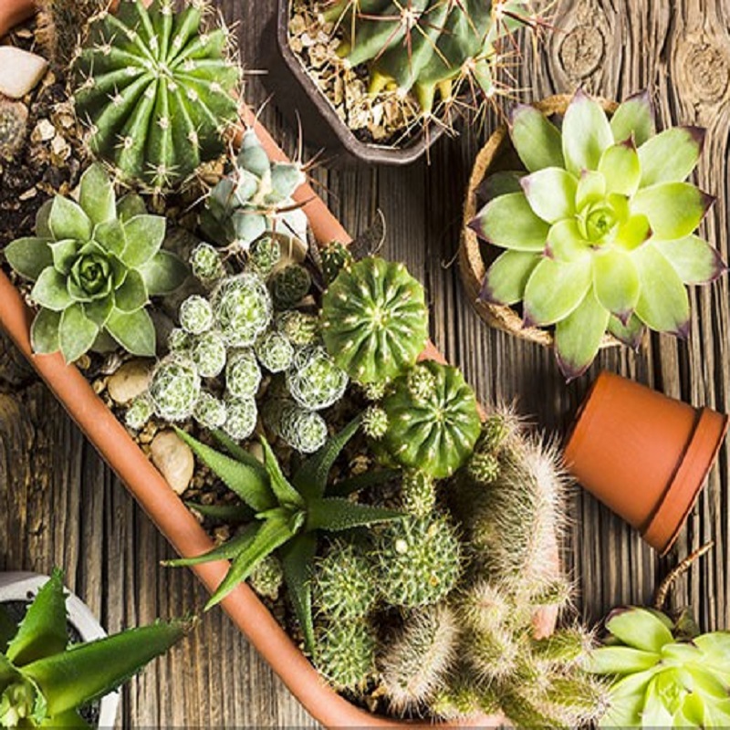 Houseplant propagation training2 آموزش تکثیر گیاهان آپارتمانی در اصفهان