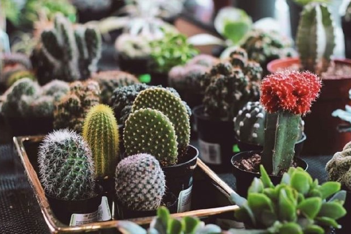 آموزش تکثیر کاکتوس و ساکولنت در اصفهان