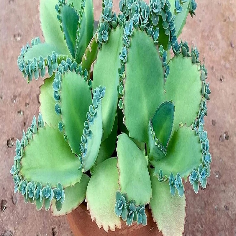 Cactus and succulent propagation training2 آموزش تکثیر کاکتوس و ساکولنت در اصفهان